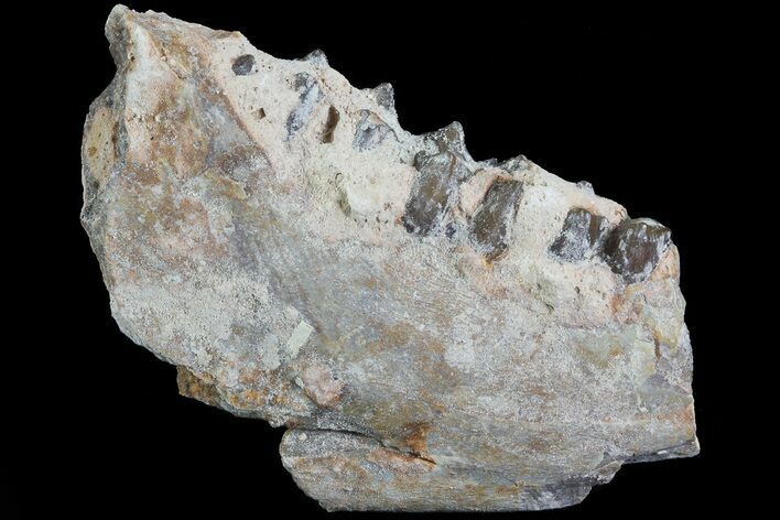 Oreodont Jaw Section With Teeth - South Dakota #81968